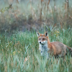 BB2A0379-CR3_DxO_DeepPRIME